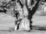 Tree from Seasons of Life Tree from Seasons of Life