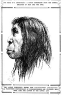 Sketch of Peking Man published in the British newspaper The Sphere